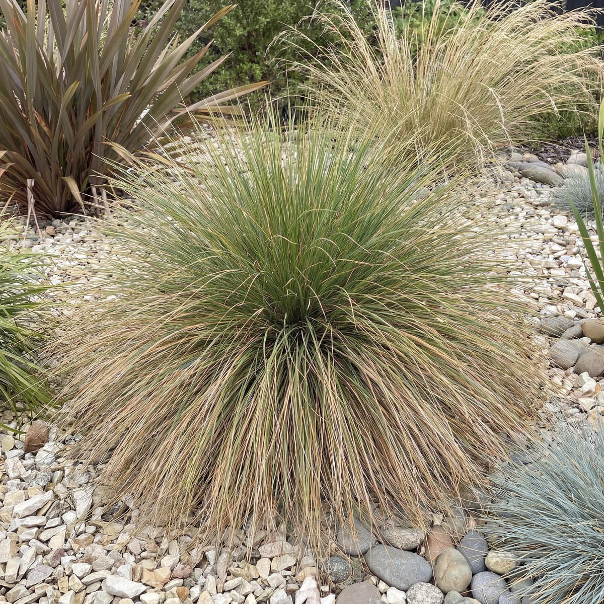 Silver Tussock in a 4-inch pot, fine silver-green blades arching from a dense tufted clump
