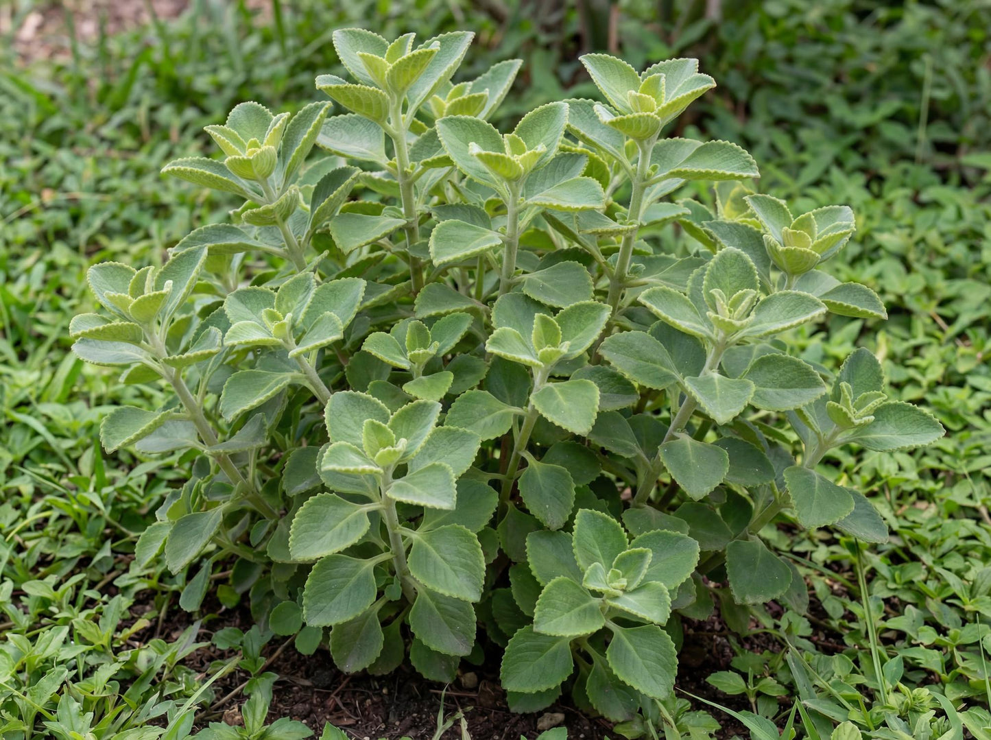 Cuban Oregano