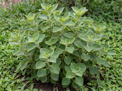 Cuban Oregano