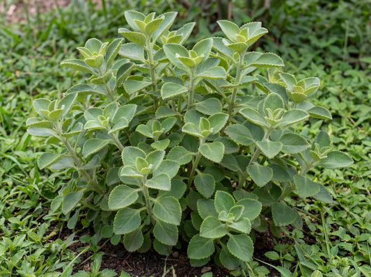Cuban Oregano
