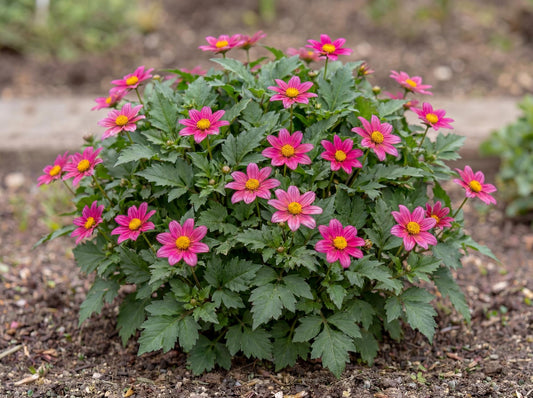 Bee Pink Buzz Bidens