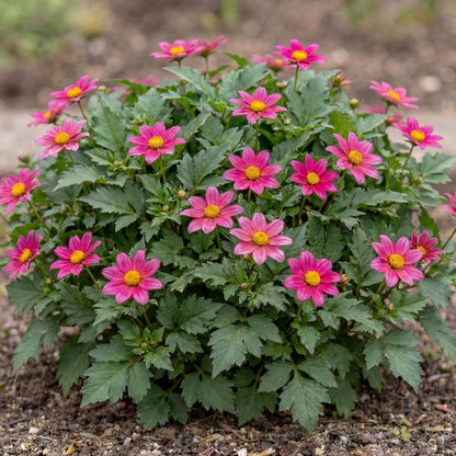 Bee Pink Buzz Bidens