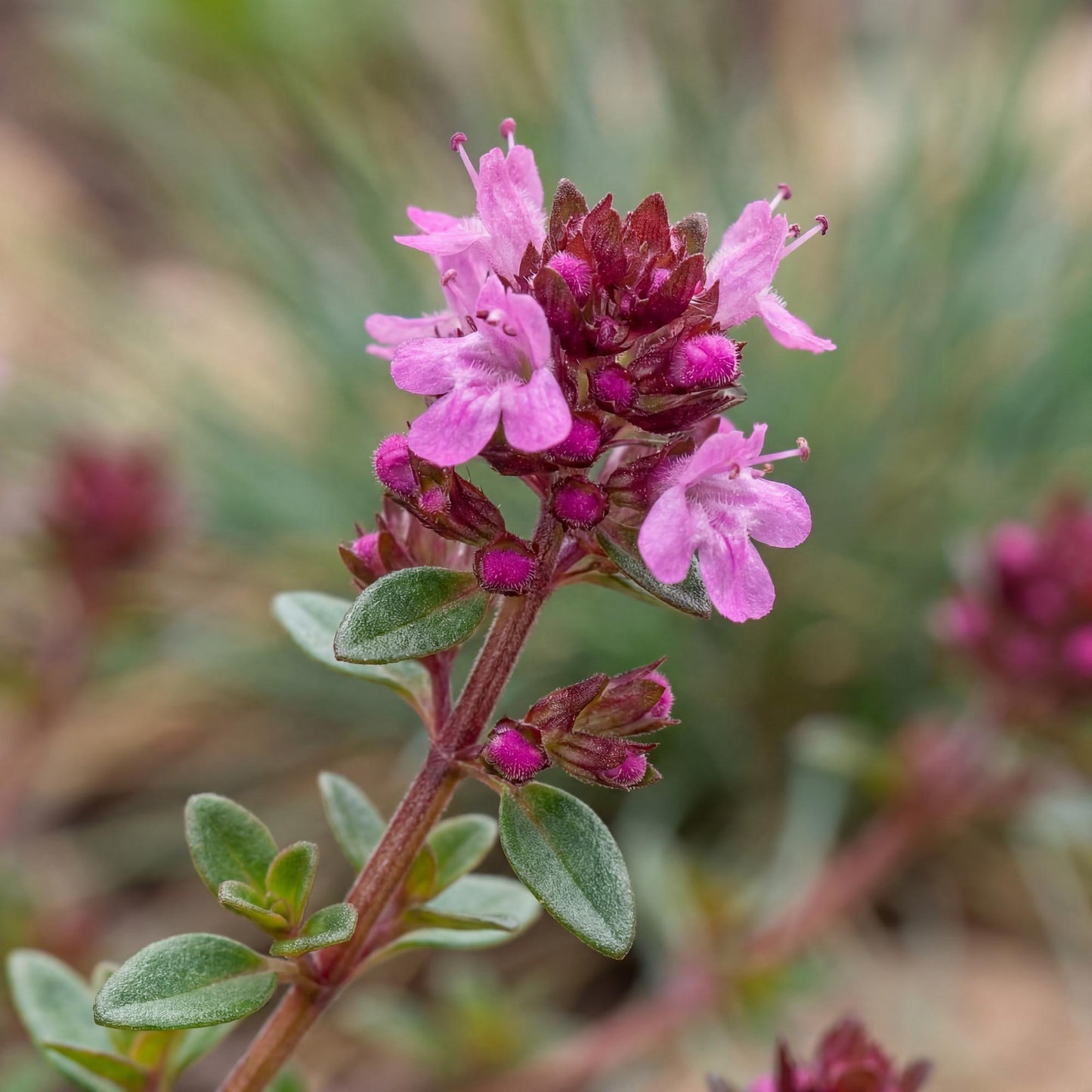 Red Creeping Thyme