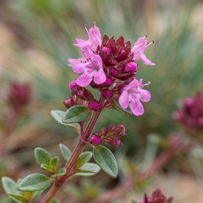 Red Creeping Thyme