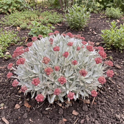 Ruby Cluster Strawflower
