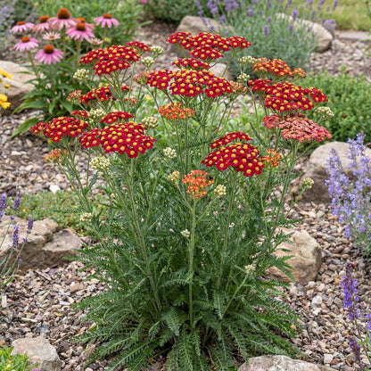 Strawberry Seduction Yarrow