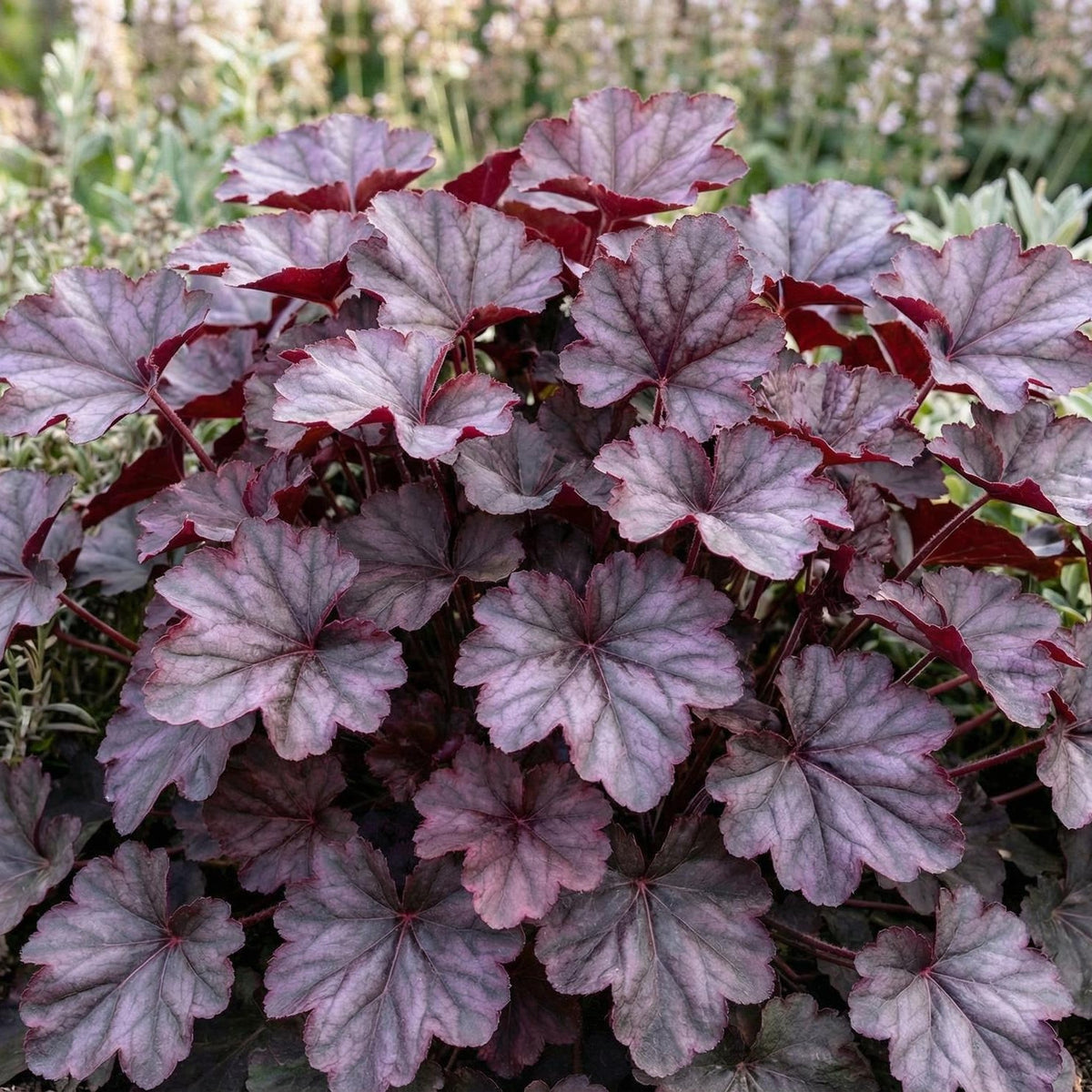 Grande Amethyst Heuchera