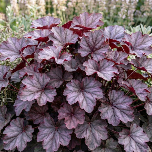 Grande Amethyst Heuchera