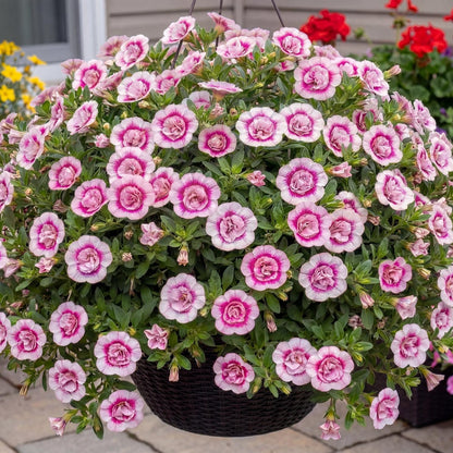 Double PinkTastic MiniFamous Uno Calibrachoa