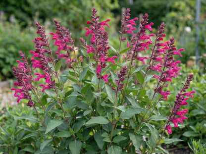 Wendy's Wish Salvia