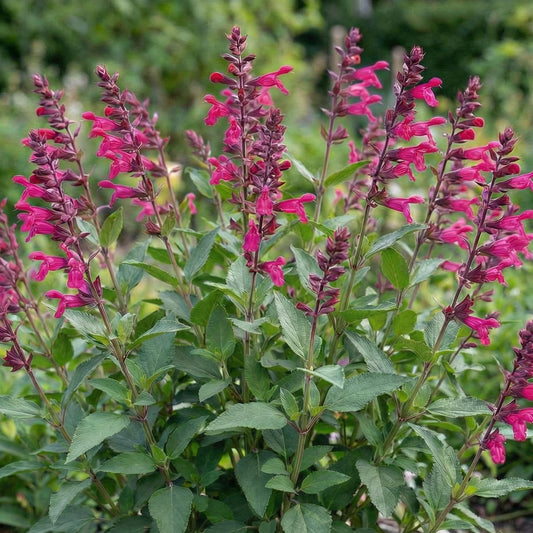 Wendy's Wish Salvia