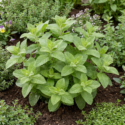 Strawberry Mint