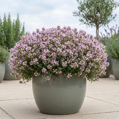 Woolly Thyme