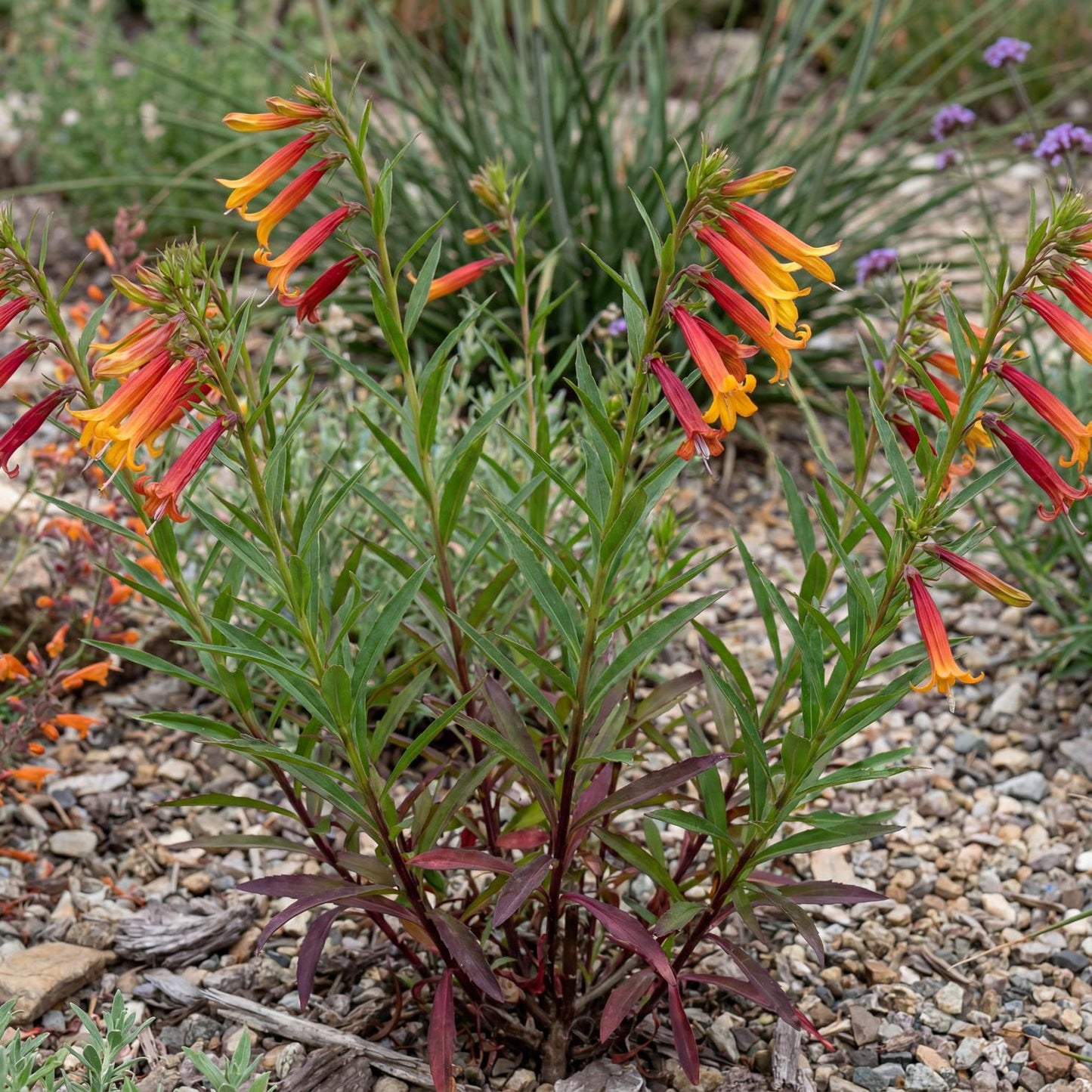 Laxiflora Lobelia