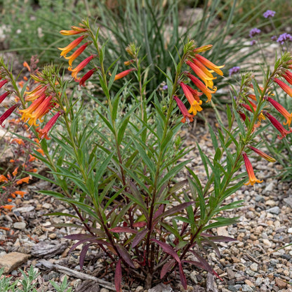 Laxiflora Lobelia