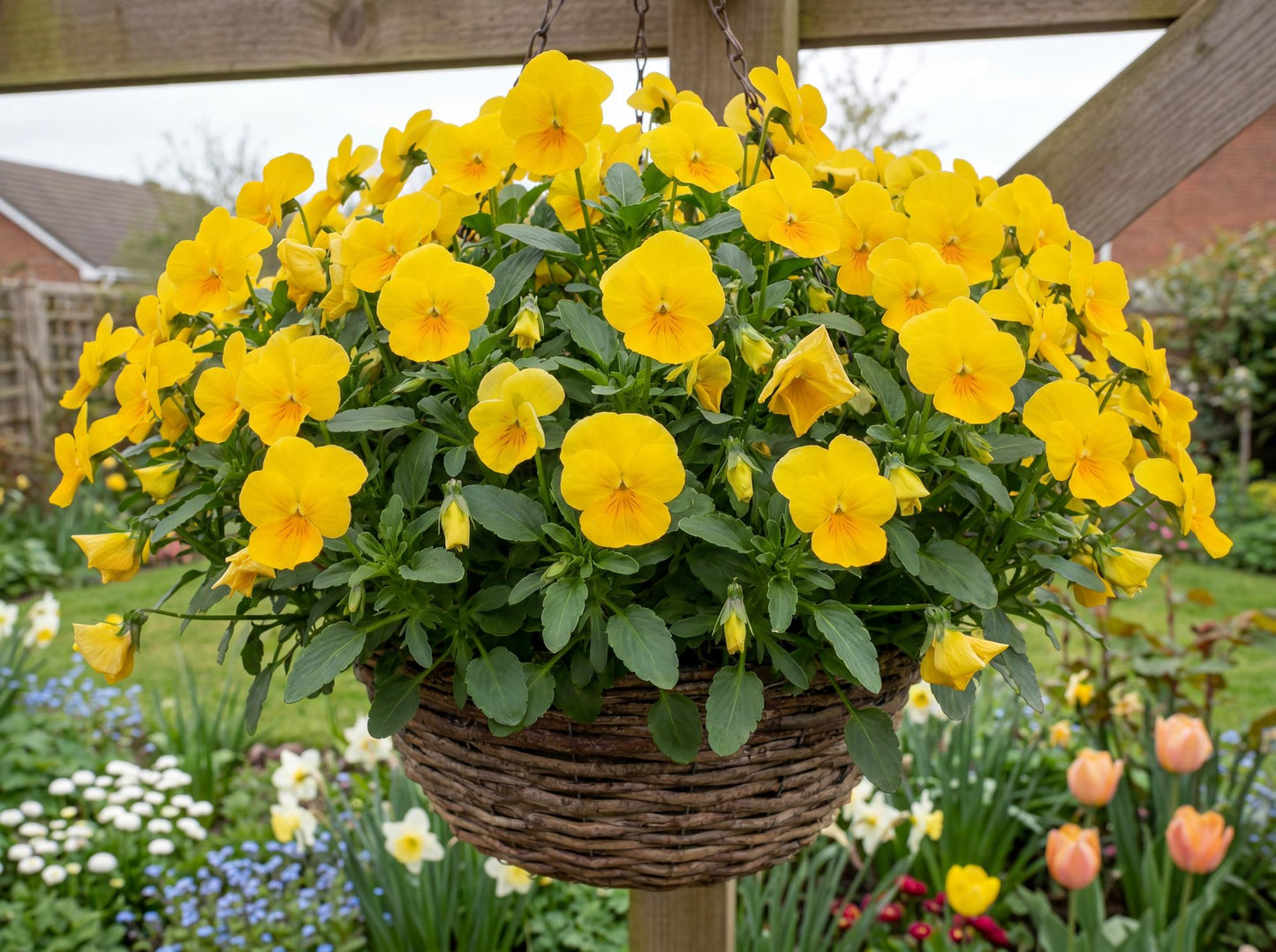 Halo Golden Yellow Viola