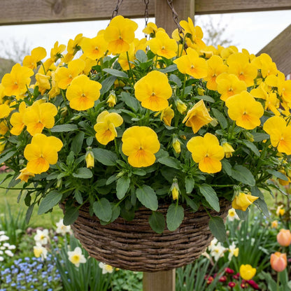 Halo Golden Yellow Viola