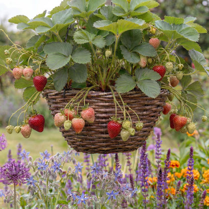 Eversweet Strawberry