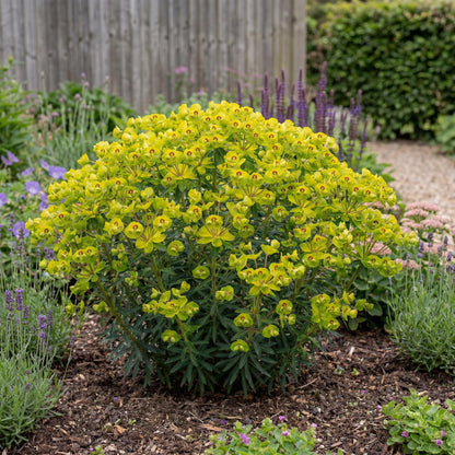 Martin's Spurge Euphorbia Martinii