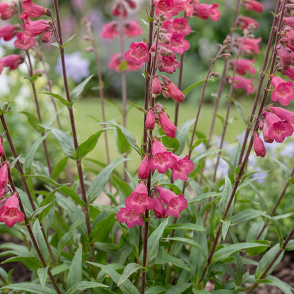 Deep Rose Penstemon