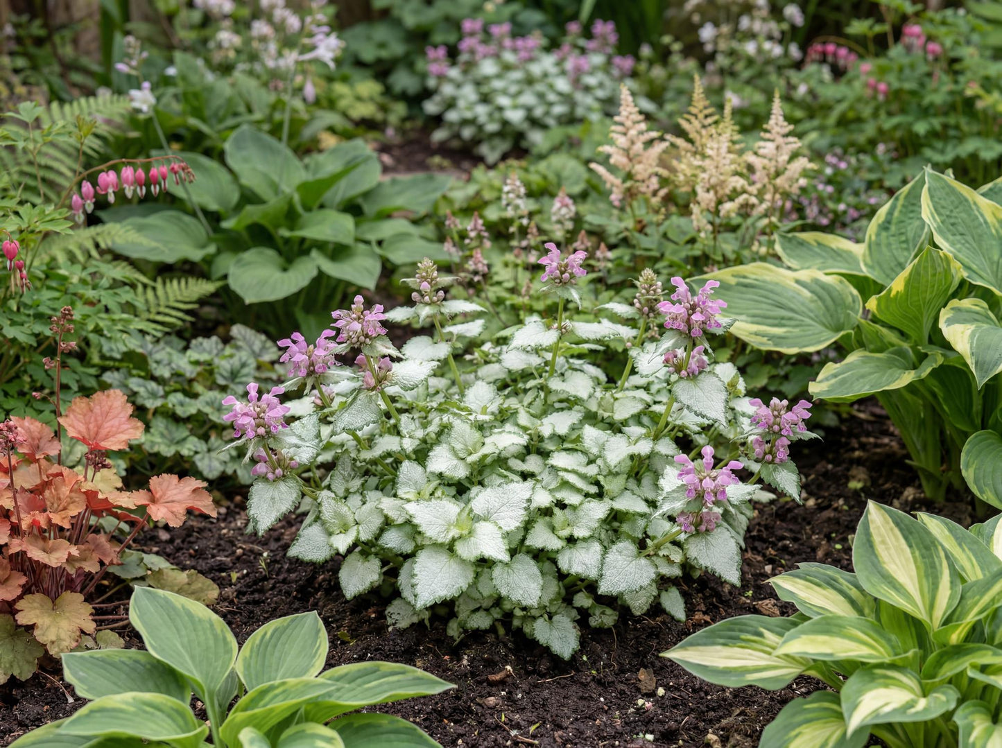 Orchid Frost Grande Lamium