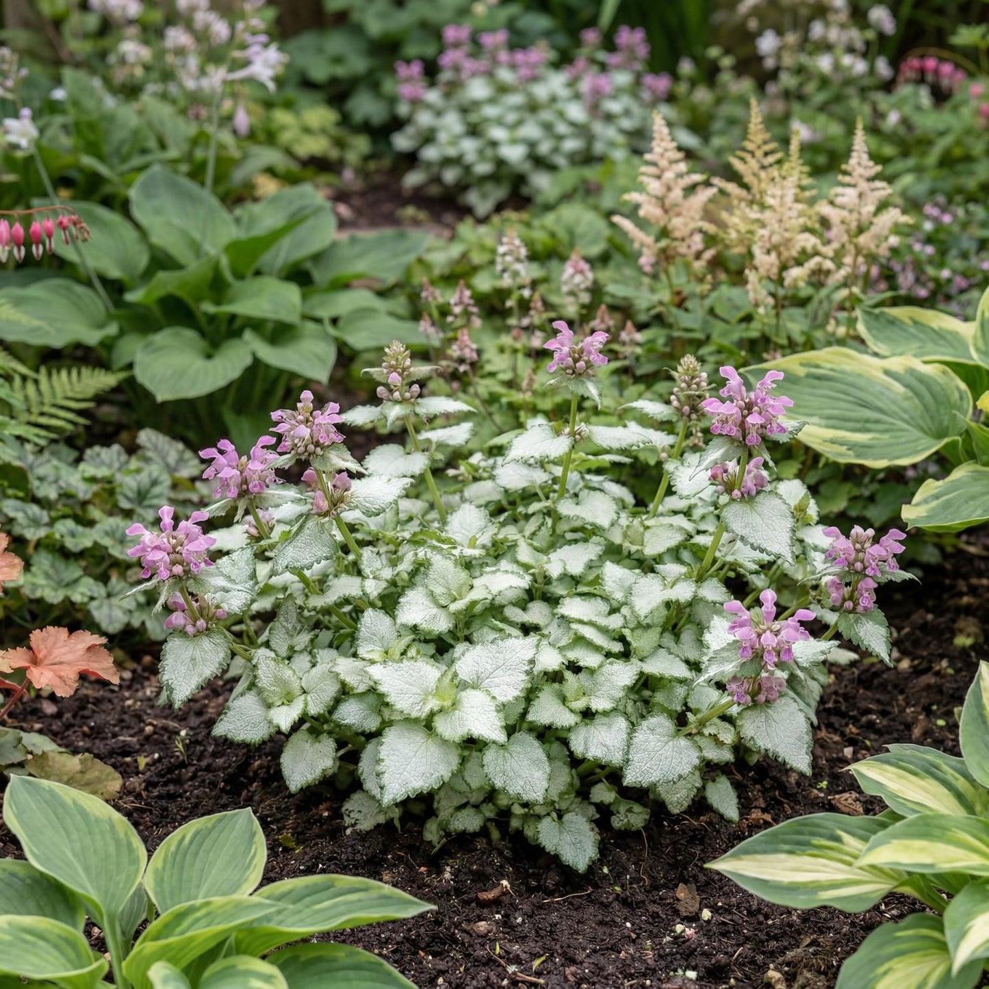 Orchid Frost Grande Lamium