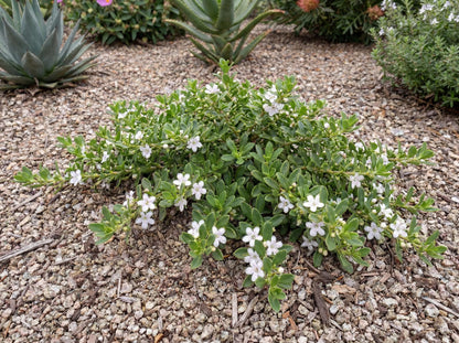Davis Creeping Myoporum