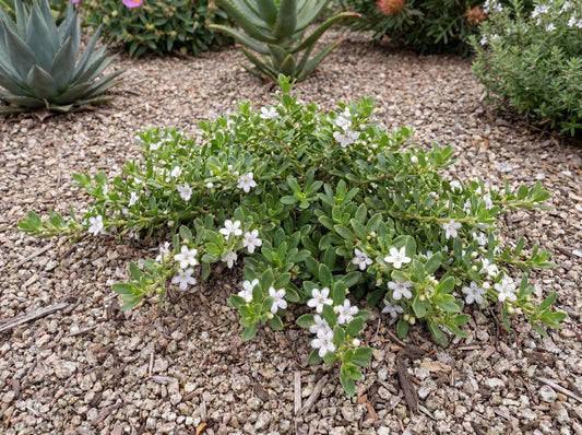 Davis Creeping Myoporum