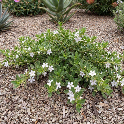 Davis Creeping Myoporum