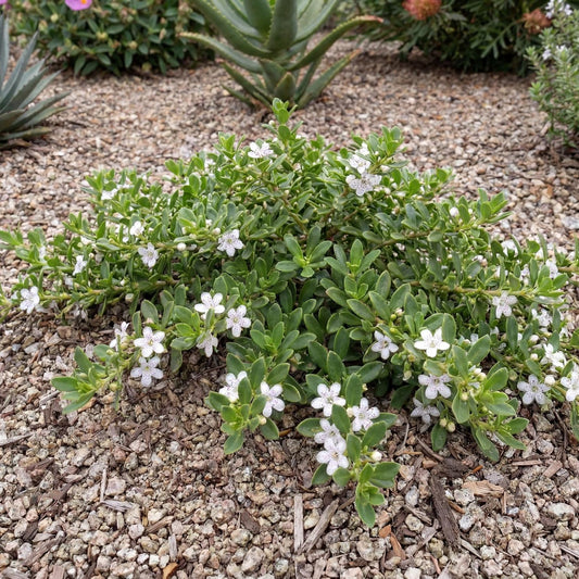 Davis Creeping Myoporum