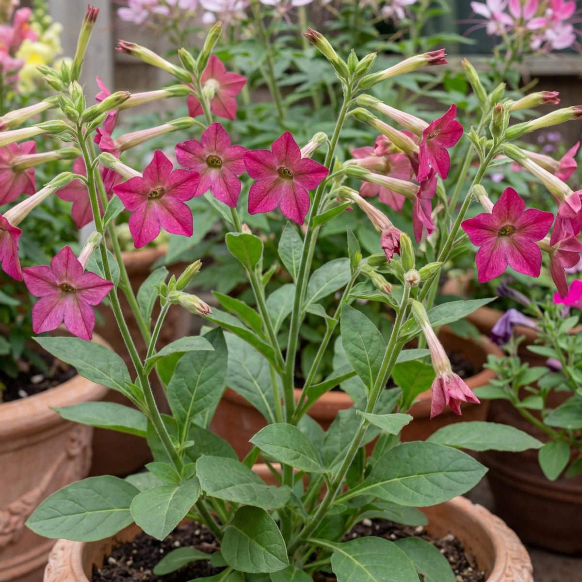 Perfume Bright Rose Flowering Tobacco