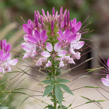 Clio Magenta Spider Flower