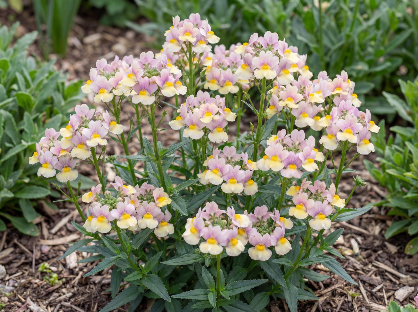 Easter Bonnet Nemesia