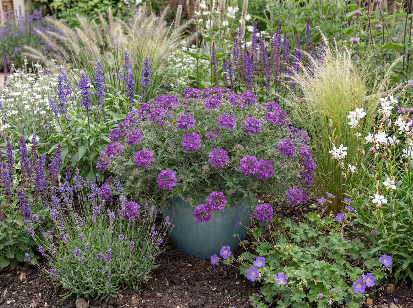 Tapien Blue Violet Verbena