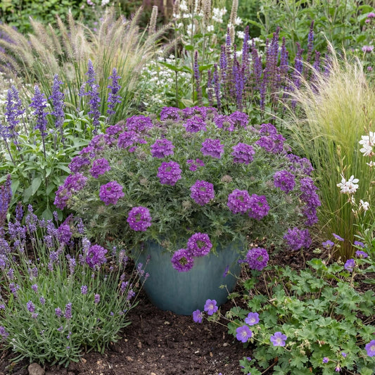 Tapien Blue Violet Verbena