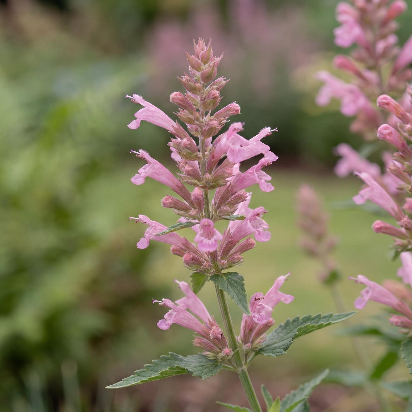 Sunny Sparks Pink Improved Agastache