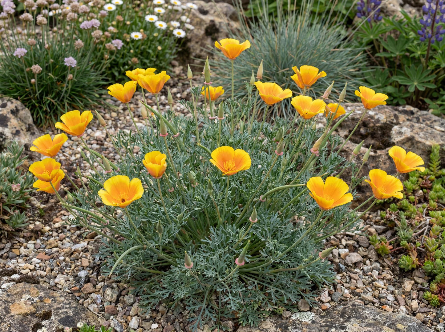 Maritime California Poppy