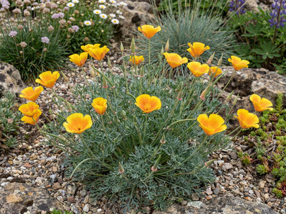 Maritime California Poppy