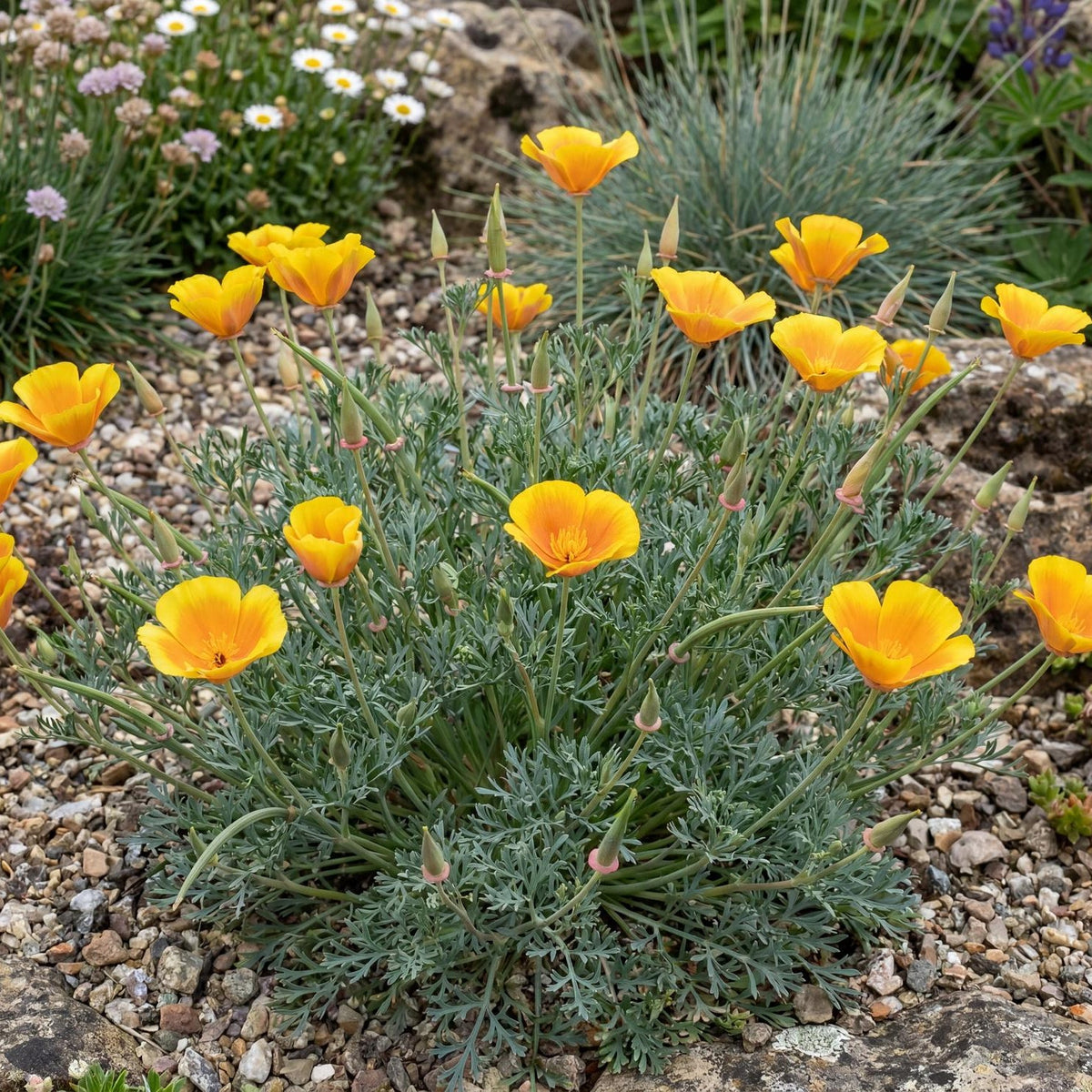 Maritime California Poppy