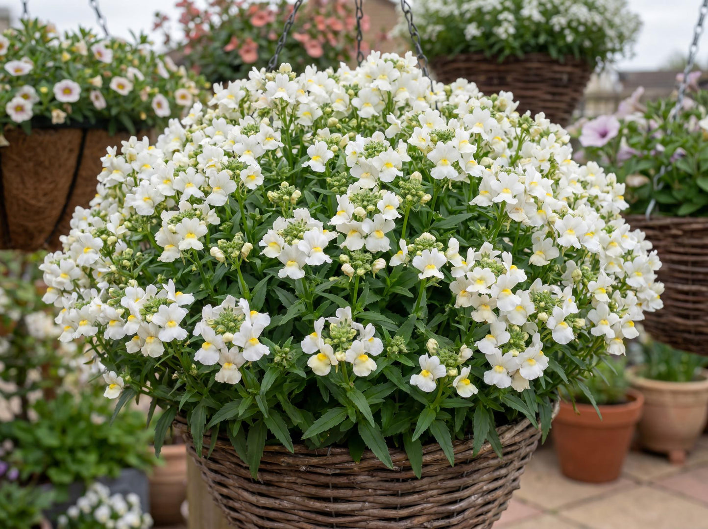Snowberry Nemesia