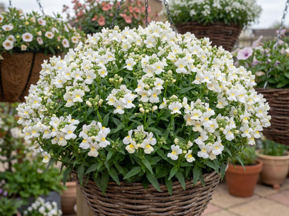 Snowberry Nemesia