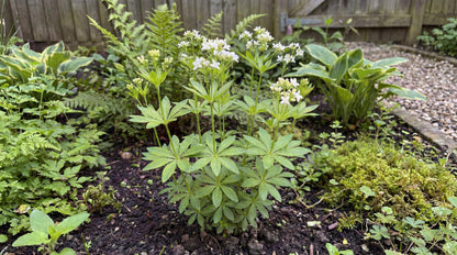 Sweet Woodruff