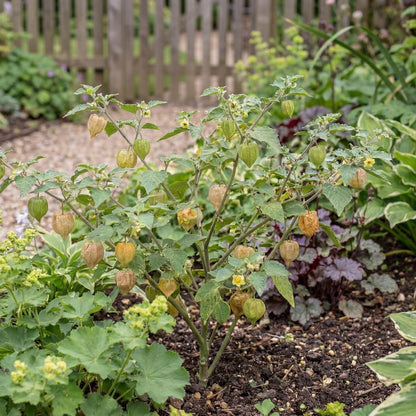 Physalis Ground Cherry Tomato