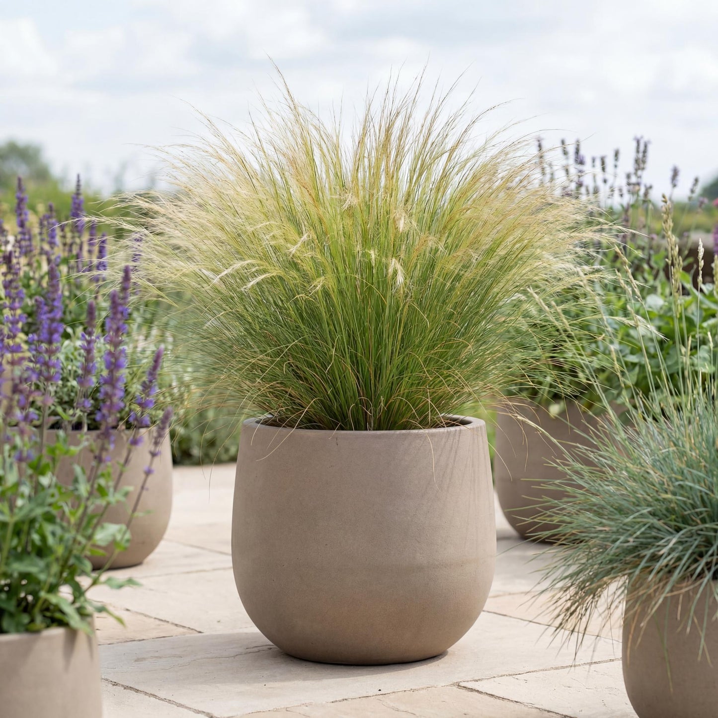 Mexican Feather Grass