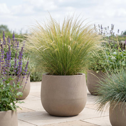 Mexican Feather Grass