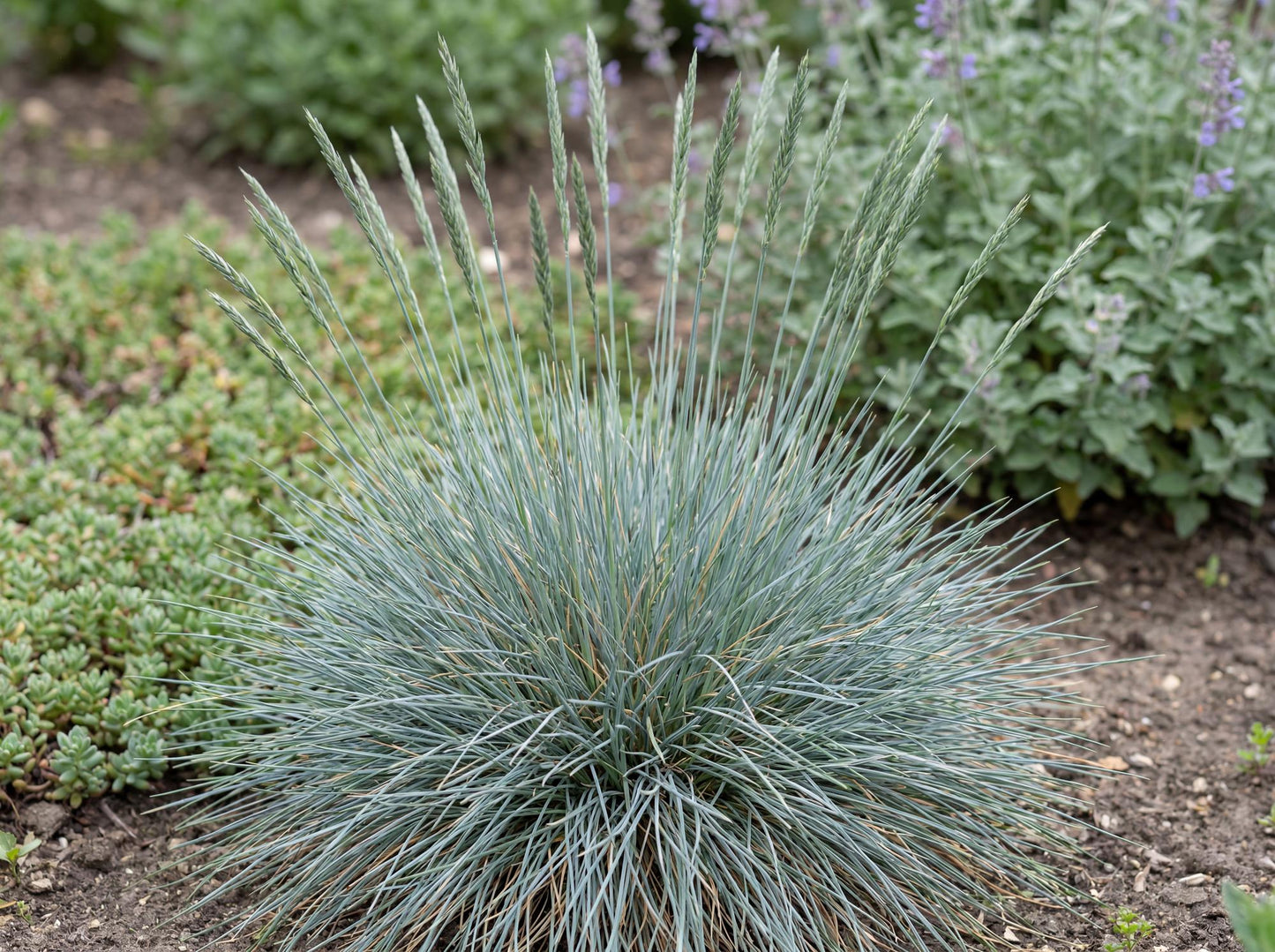 Beyond Blue Blue Fescue