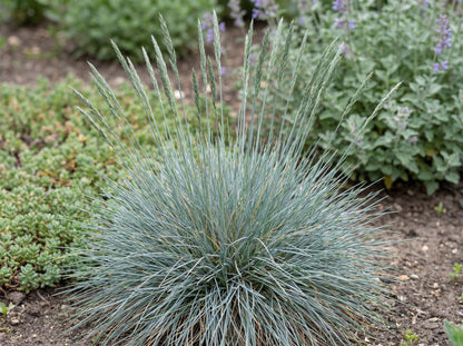 Beyond Blue Blue Fescue