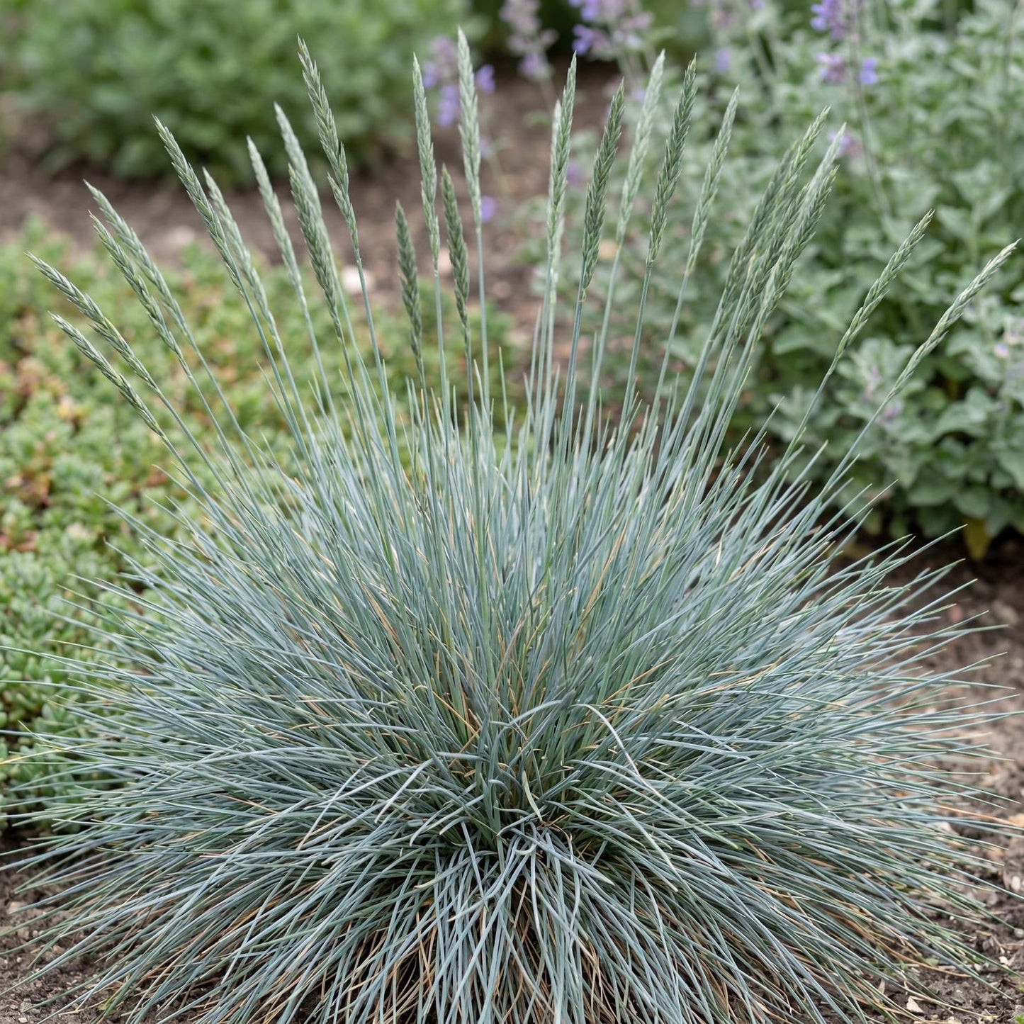 Beyond Blue Blue Fescue