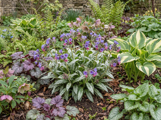 Silver Scimitar Lungwort