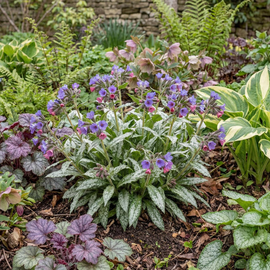 Silver Scimitar Lungwort